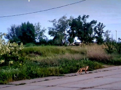 Очаровательная лисица поразила волгодонцев на набережной