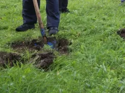 Пузыреплодник, снежноягодник и многие другие растения посадят на самых крупных улицах Волгодонска