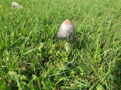 В Цимлянском районе женщина отравилась дикорастущими грибами