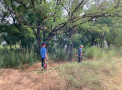 В Волгодонске скосили и уничтожили свыше 500 килограммов конопли