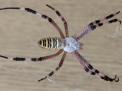 Огромные пауки-осы по воздуху расселяются в Волгодонске с помощью паутинных парашютов 