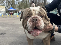 Большая выставка собак открылась в парке «Победы»