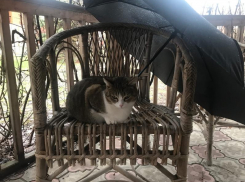 Ветер до 14 м/с и дождь: о погоде на 6 апреля в Волгодонске 