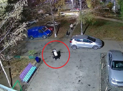 Вышвырнула коляску с орущим младенцем на дорогу поздно вечером на улице: волгодонцы в шоке от поведения молодой мамы