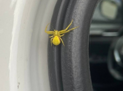 Хищная паучиха-хамелеонша залезла на машину волгодонцев 