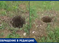 В Волгодонске продолжают воровать свежепосаженные деревья