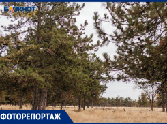 Заброшенная сказка Волгодонска: а ведь старый дендрарий мог бы стать центром притяжения туризма