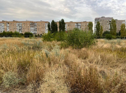 Чиновников в Волгодонске заставили покосить траву после обращения читателей в «Блокнот»