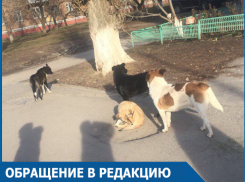 Младшеклассники спаслись от своры бродячих собак в магазине в центре Волгодонска 