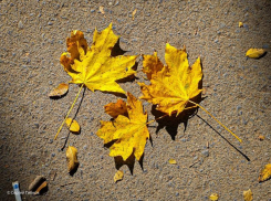 Сегодня в Волгодонске засияет солнце