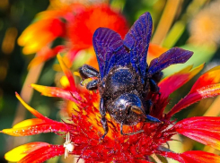 Удивительное рядом — редких черных пчел-плотников обнаружили в станице Романовской