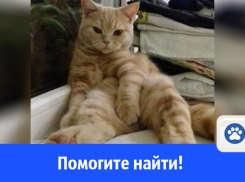 Годовалая кошка прыгнула за птицей с балкона и пропала