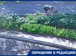 «Неужели нет ни капельки совести?»: жители возмущены тем что мужчина сорвал цветы с придомовой клумбы