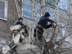 В сентябре в Волгодонске начнется осенняя санитарная обрезка и валка деревьев