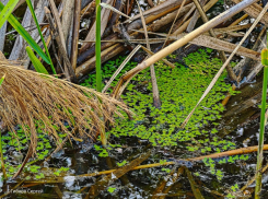 Заповедное болото с ряской и топью глубиной в пару метров образовалось на месте утечки «Водоканала» на Жуковском шоссе
