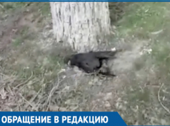 «Мертвый зоопарк» в центре города снял на видео житель Волгодонска 