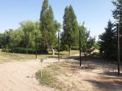 Волгодонск будет брать деньги за спиленные в городе деревья