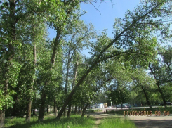 В Волгодонске по дороге на пляж растут тополя-убийцы