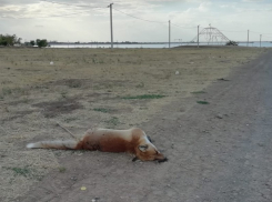 Неизвестные убили лису, живущую с лисятами на набережной в Волгодонске