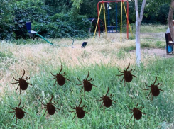 Волгодонск - в четверке «лидеров» по количеству укушенных клещами в Ростовской области