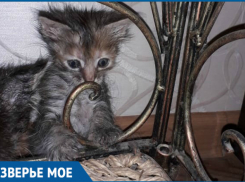 Крохотный котенок Мурзя ищет новый дом