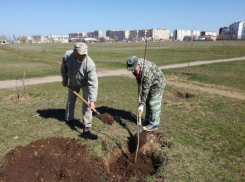Экологи Волгодонска символически посадили три дерева на сохнущей аллеи в парке «Молодёжный»  