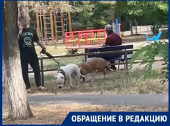 «Ждут, пока случится беда?»: бойцовские монстры без намордников в центре Волгодонска захватили прогулочную зону