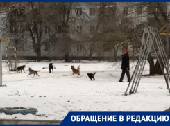 Посыпает дерево землей и не следит за своими собаками: волгодонцы пожаловались на соседа со «странностями»