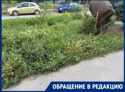 «Город задыхается»: жильцы Ленина, 115 жалуются на заросли амброзии