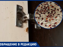 «Тараканы лезут даже в холодильник»: волгодонцы не могут избавиться от насекомых