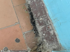 «Уборка проводится по графику»: «ЖЭК-4» ответил на жалобы жителей дома №14 по улице Кошевого