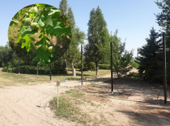 В Волгодонске начался второй этап вырубки «рощи на Морской» для строительства магазинов