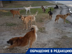 Стая бездомных собак оккупировала проходимый участок в Волгодонске перед началом учебного года