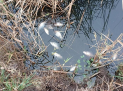 Специалисты Минприроды вяло отреагировали на публикацию «Блокнота» о загрязнении реки Быстрой