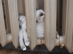 Почему в пяти районах области дали отопление, а в Волгодонске нет?, - читатель 