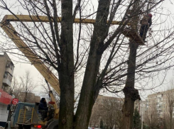 Валка аварийно-опасных деревьев началась на улице 30 лет Победы