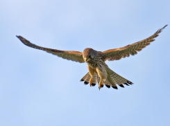 Любители саранчи и городов: соколы-пустельги часто навещают Волгодонск 