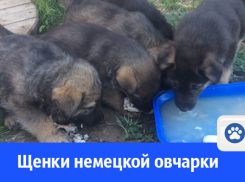 Щенков немецкой овчарки продают в Волгодонске