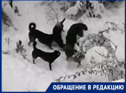 Стая псов растерзала кошку во дворе МКД на Маршала Кошевого