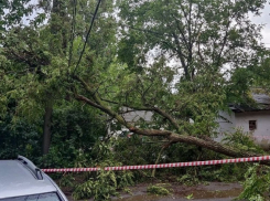 Огромная акация после громкого хлопка упала на провода на улице Ленина