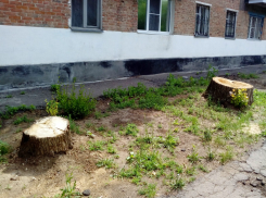 6 миллионов рублей необходимо округу Потогина на омоложение старых деревьев 