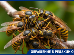 Шершни-«убийцы» захватили детскую площадку в одном из дворов Волгодонска