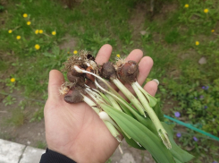 Мужичок с банкой в руке вырвал с корнем пучок цветов на улице Ленина