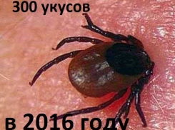  Волгодонск оказался в числе городов-лидеров по укусам клещей