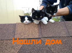 Котята с «маской Бэтмена» на мордочках ищут добрых хозяев 