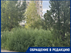 «Трава в человеческий рост!»: около дома Курчатова, 23 скоро сорняки придется вырубать топорами