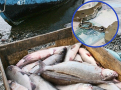 Более 300 тысяч рублей заплатят госинспекторы за вымогательство взяток с рыбодобытчиков