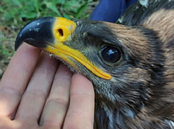 У жителя Волгодонска конфисковали редких степных орлов