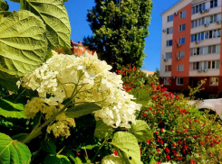 Жарко и малооблачно будет в Волгодонске сегодня 