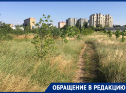 Высокая трава в парке «Молодежный» вызывает опасения у жителей Волгодонска